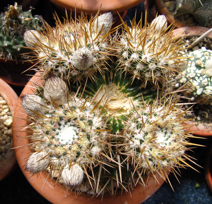 Notocactus mammullosa